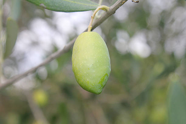 istock close-up on green olive branch 494925252