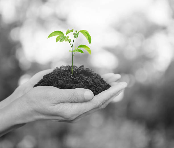 istock Hands holding a fresh young plant with soil, Ecology concept 494925312