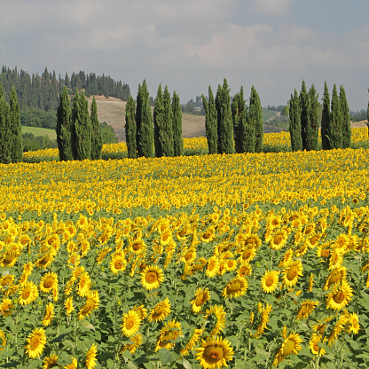 landscape with sunflowers plantation and cypresses in tuscan countryside, Italy