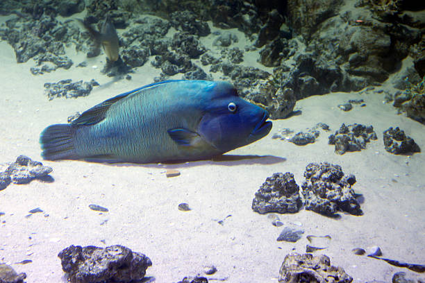 The Napoleon wrasse, or Maori wrasse Napoleon - fish is one of the largest coral fish in the world and the largest representative of the family of wrasses. humphead wrasse stock pictures, royalty-free photos & images