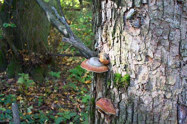 istock Chaga mushroom on birch in mixed forest. 494927920