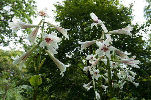 Flowering Giant Himalayan Lily (Cardiocrinum giganteum) in a Garden in Cheshire, England, UK