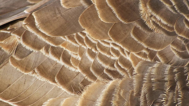 istock Layers of textured feathers of the Canada Goose 494930186