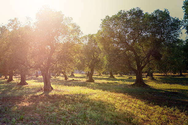 Early morning sunbeams in olive plantation in South Italy, Puglia. South Italy, especially the region Puglia, is known as a main agriculture distributor and producer of olive oil and wine. This is a typically plantation with old olive trees and the characteristical red earth. salento puglia stock pictures, royalty-free photos & images