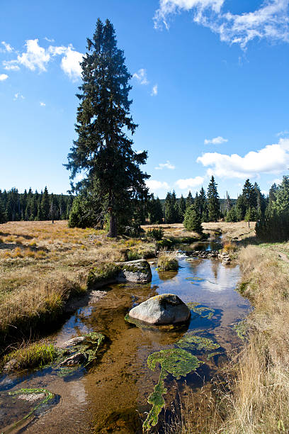 istock Landscape in the Czech mountains Jizerske hory with river 494930438
