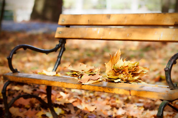 istock Wooden bench in autumn park 494930642
