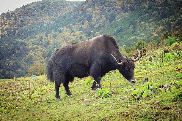 Shot in Thimphu.