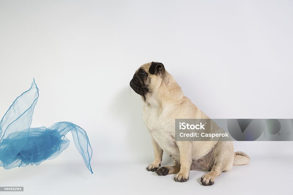 Funny Pug Funny Pug at white backgroundBeautiful Pug  Animal Stock Photo