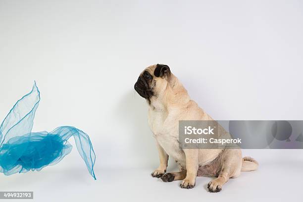 Funny Pug Stock Photo - Download Image Now - Animal, Animal Body Part, Animal Ear