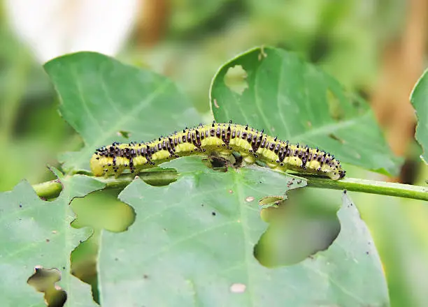 Butterfly caterpillar. larva