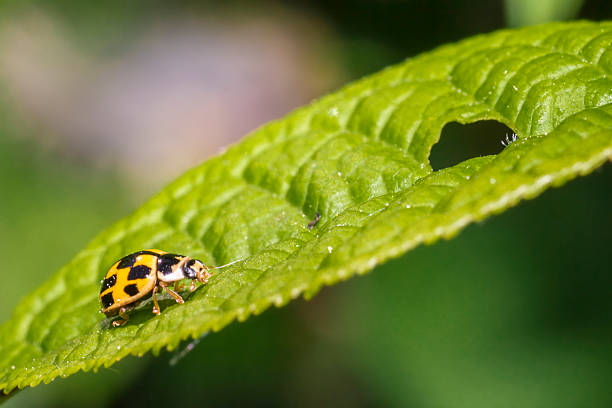 istock Portrait of a yellow ladybug 494932281