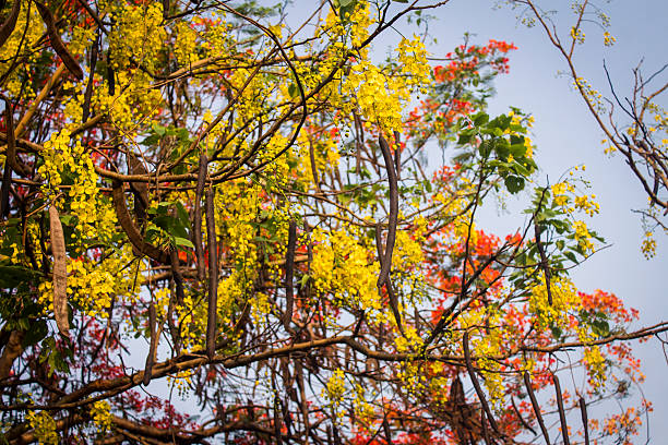 Yellow Amaltas flowers with its long cylindrical fruits. In the background red flowers of Gulmohar blooming in summer time.