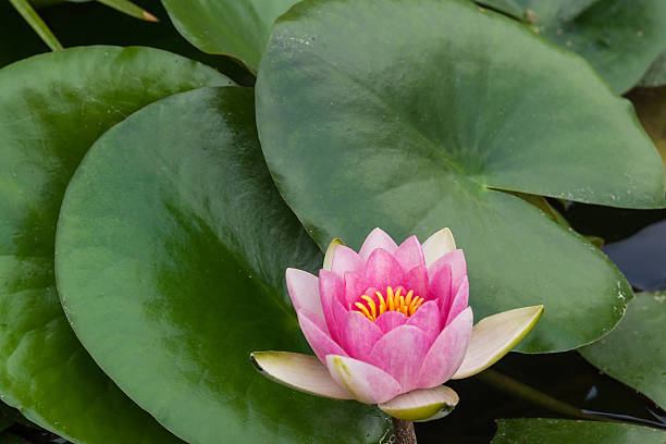 istock Pink Lotus flower 494932367