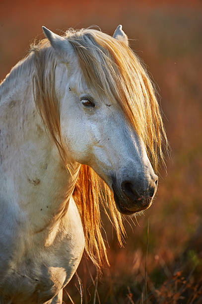 istock White Horse portrait 494933365