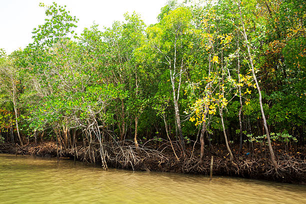 istock Mangrove woods at river Krabi 494933965