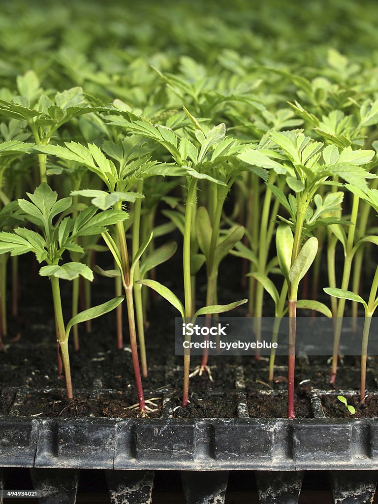 Foto de Jovem Muda Cravodedefunto Planta Em Plástico Bandeja De Sementes e  mais fotos de stock de Agricultura - iStock