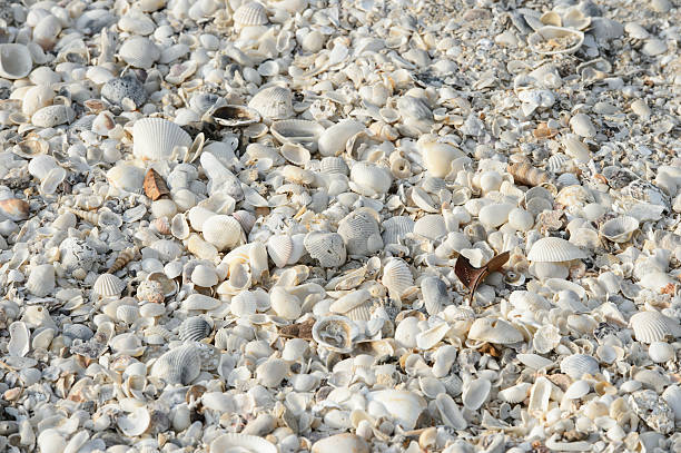 istock Tropical background with sea shells, coral and sand 494935147