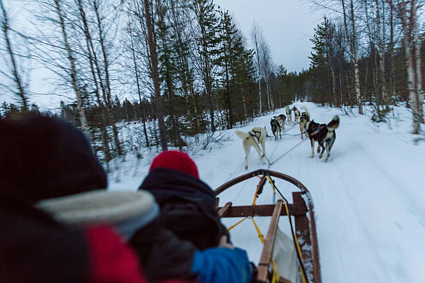 istock winter dog sledge ride in arctic Finland 494935335