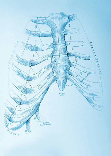 ilustrações de stock, clip art, desenhos animados e ícones de tórax humano - floating rib