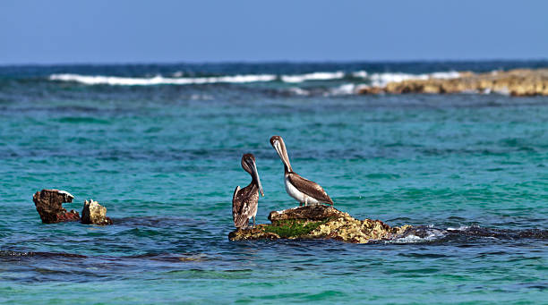 istock Two pelicans on a rock surrounded by the sea 494935645