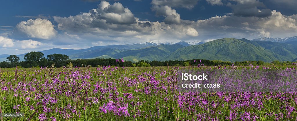 Summer scenery in the Alps Summer scenery in the Alps and beautiful meadow Aerial View Stock Photo