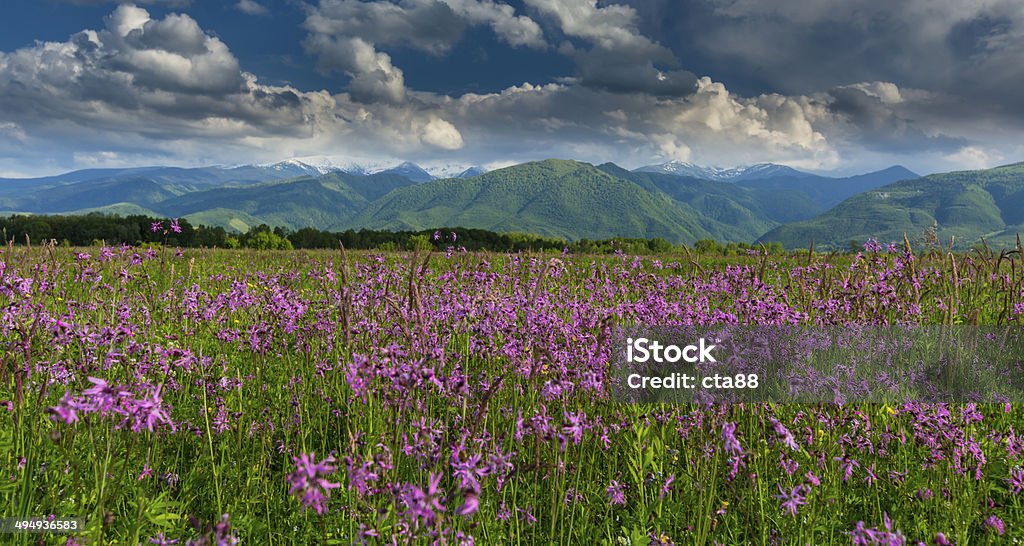 Estate paesaggio delle Alpi - Foto stock royalty-free di Albero