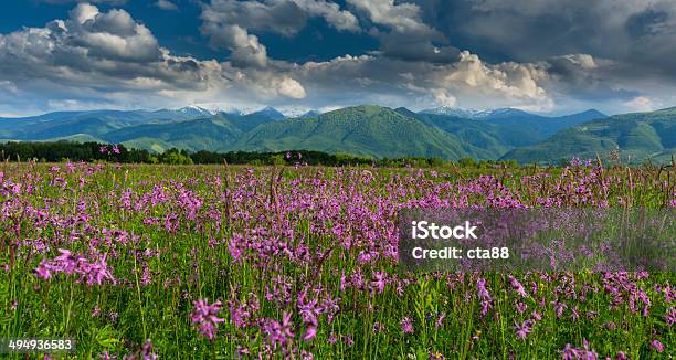 Estate Paesaggio Delle Alpi - Fotografie stock e altre immagini di Albero - Albero, Alpi, Ambientazione esterna