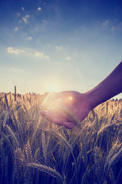 istock Retro image of hand cupping the wheat over a field 494936903