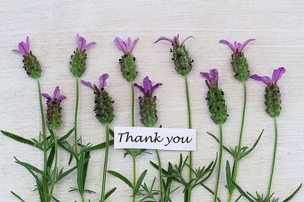 istock Thank you card with fresh lavender 494936947