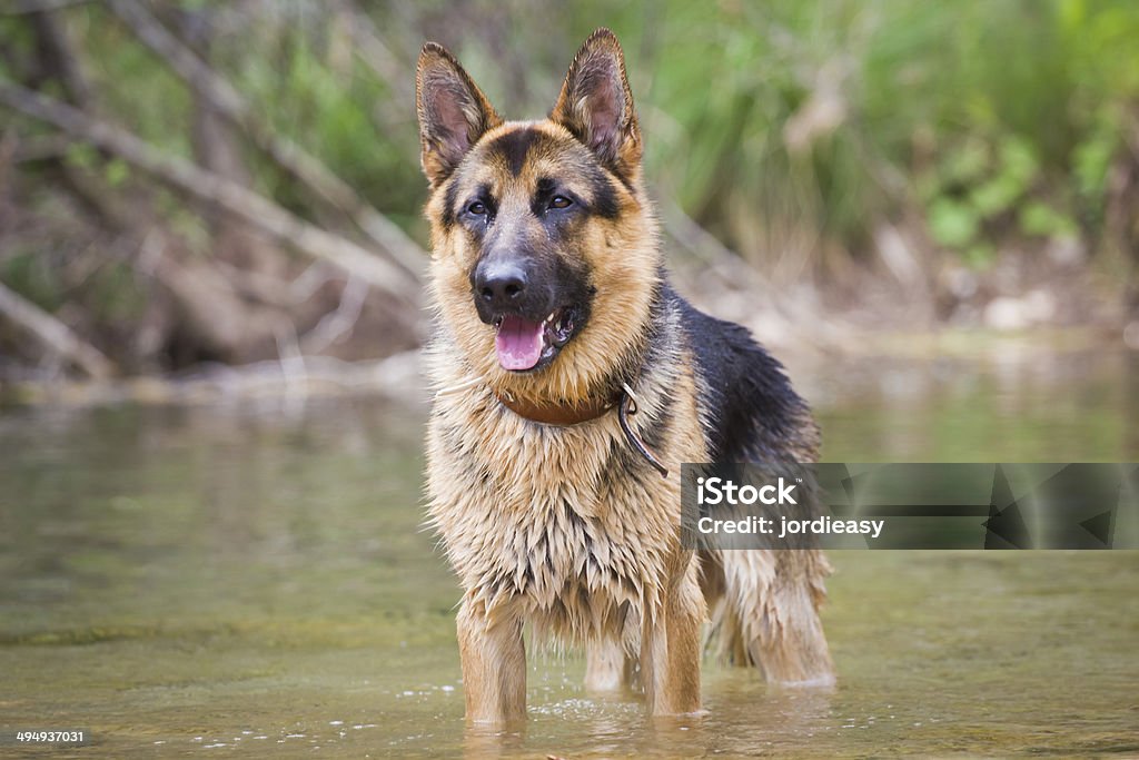 Germen Shepherd na água - Foto de stock de Alemanha royalty-free