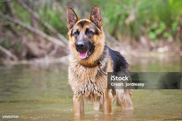 Foto de Germen Shepherd Na Água e mais fotos de stock de Alemanha - Alemanha, Amizade, Animal