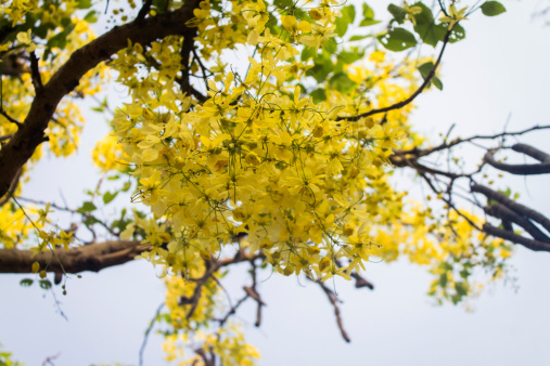 Beautiful yellow  flowers blooming on Amaltas tree