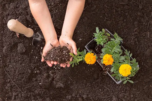 Overhead view of a small childs hands cupping rich brown earth while learning to transplant colorful yellow and orange marigold seedlings into the garden