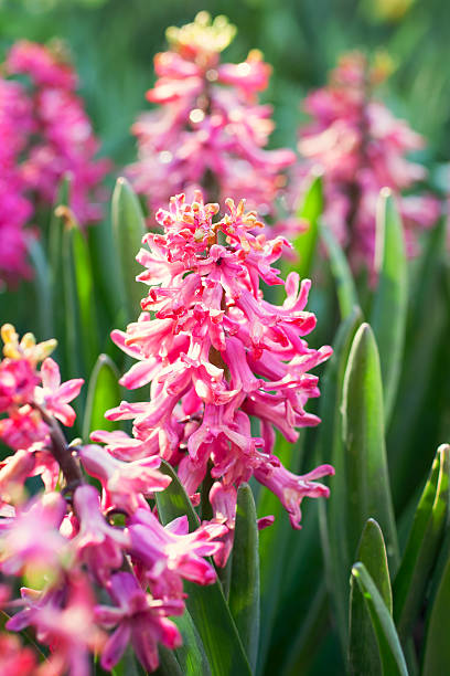 istock Bright colorful pink hyacinths 494937617