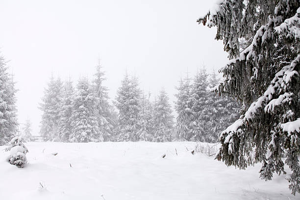 istock Christmas background with snowy fir trees 494937730