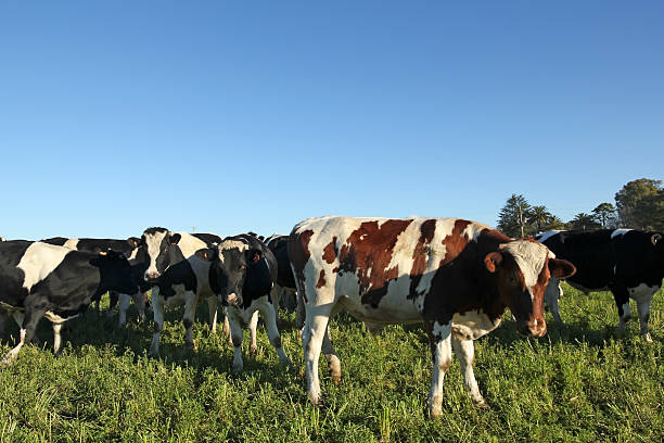istock Calves on the field 494937791