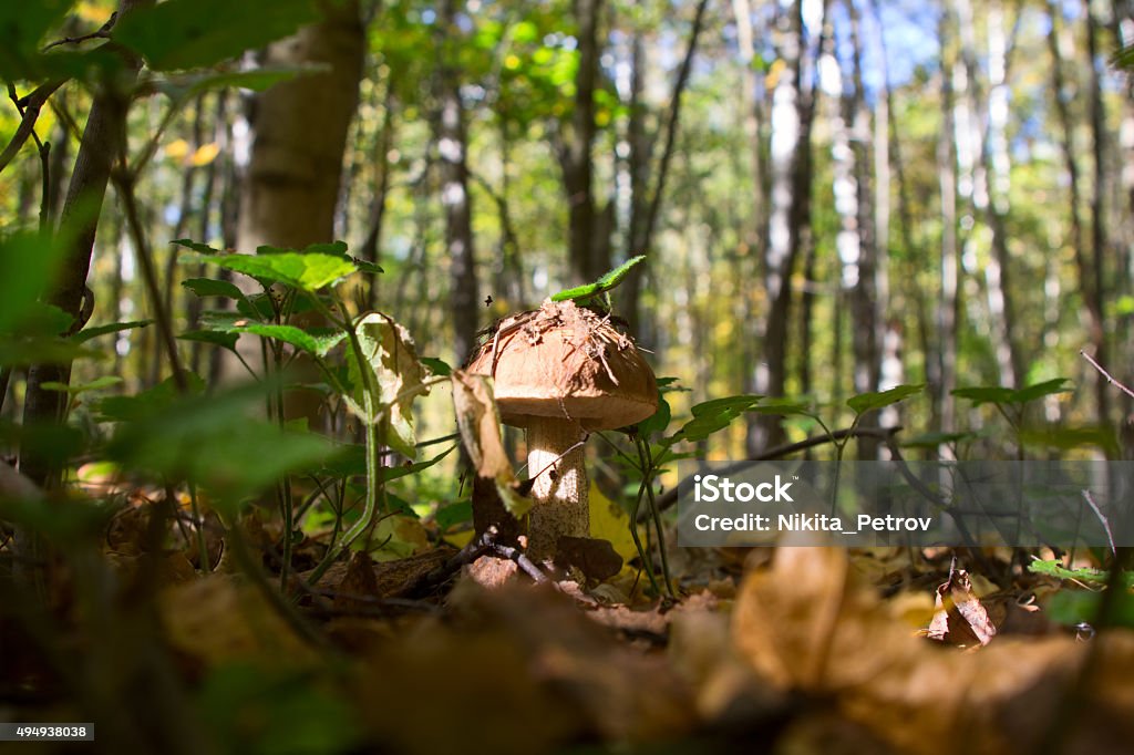 boletus edulis in the forest boletus edulis in the forestboletus edulis in the forest 2015 Stock Photo
