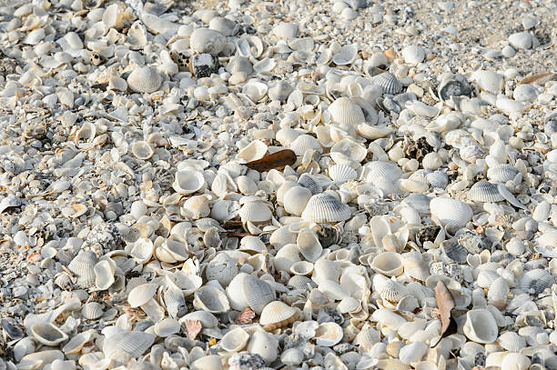 istock Tropical background with sea shells, coral and sand 494938155