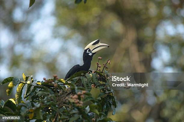 Oriental Pied Hornbill In The Jungle Stock Photo - Download Image Now - Hornbill, Animal, Animal Wildlife