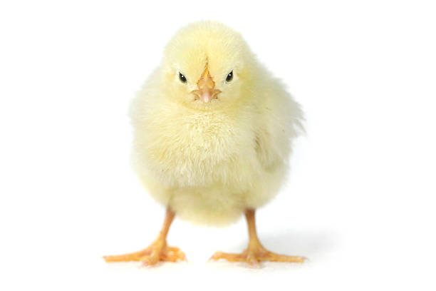istock Angry Baby Chick Chicken on White 494938829