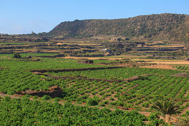 istock Plantation, Pantelleria 494938903