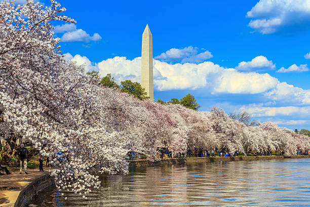 istock Washington DC cherry blossom and Washington Monument. 494939489