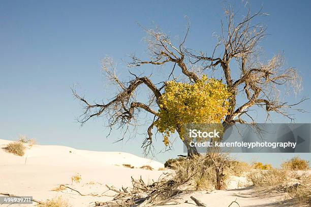 Árvore No Monumento Nacional White Sands - Fotografias de stock e mais imagens de Alamogordo - Alamogordo, Algarobeira, Ao Ar Livre