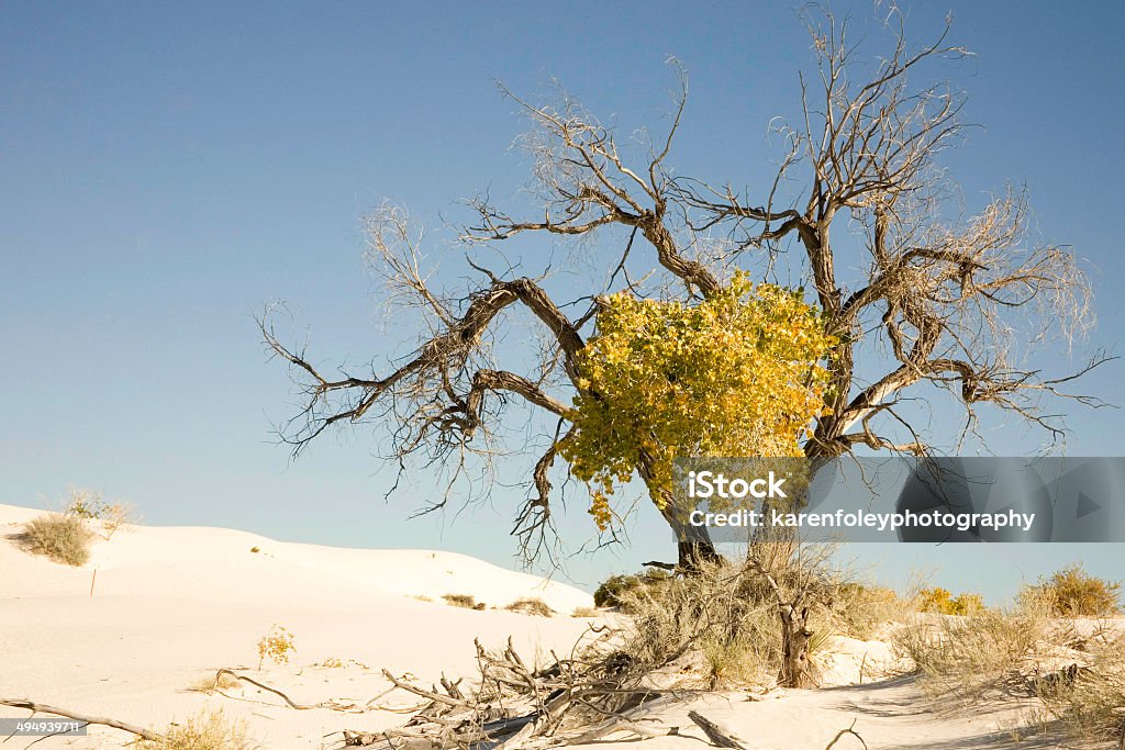 Дерево в Национальный памятник Уайт-Сэндс - Стоковые фото Tularosa Basin роялти-фри