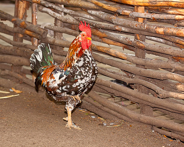 istock cock near woven fence 494940092