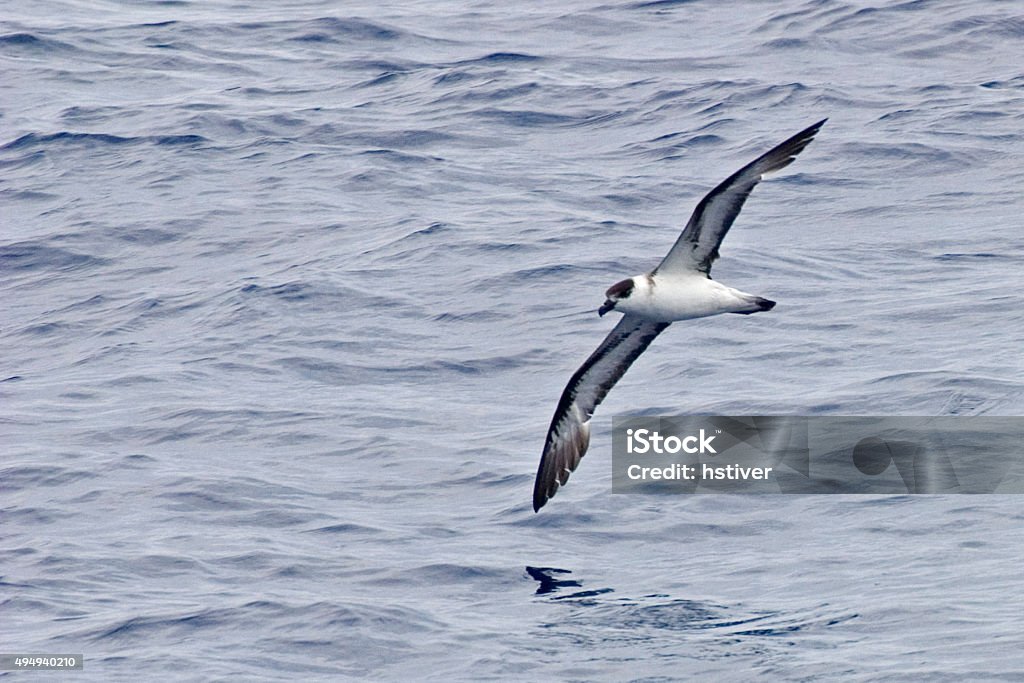 VOL NOIR enneigés, Pterodroma hasitata Pétrel - Photo de Couleur noire libre de droits