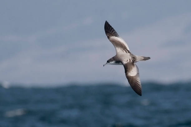 istock Buller's Shearwater, Puffinus bulleri flying 494940328