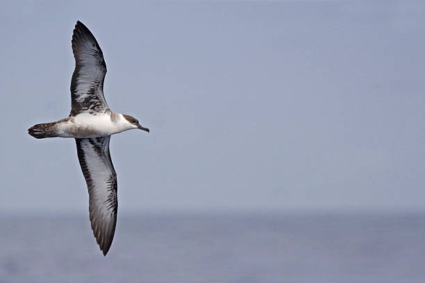 istock The Great Shearwater, Ardenna gravis with spread wings 494940378