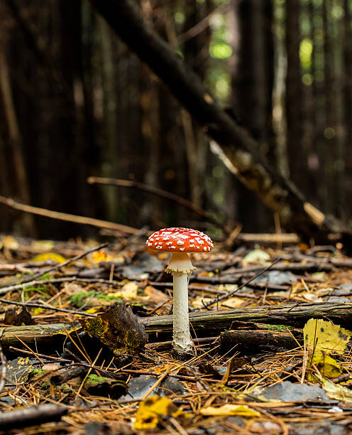 istock Amanita muscaria mushroom 494940404