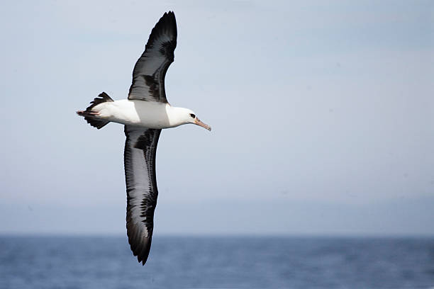 Laysan Albatross, Phoebastria immutabilis wings widespread A Laysan Albatross, Phoebastria immutabilis wings widespread mollymawk photos stock pictures, royalty-free photos & images